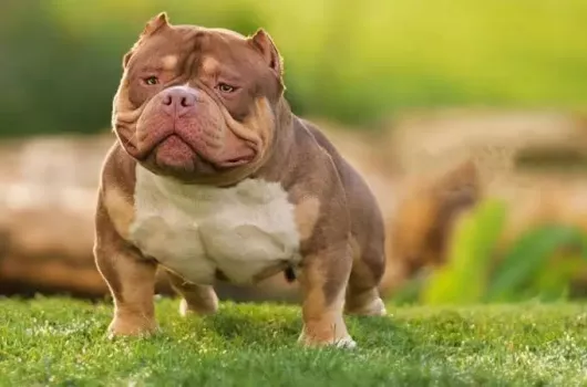 American Bully