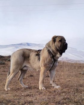 Armenian gampr