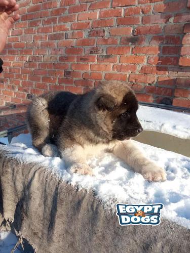 Akita Dogs For Sale In Egypt Akita Puppies For Sale