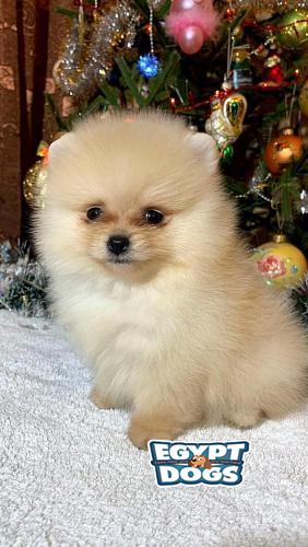Mini Pomeranian