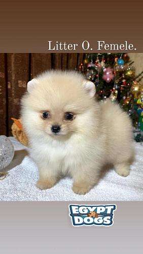 Mini Pomeranian