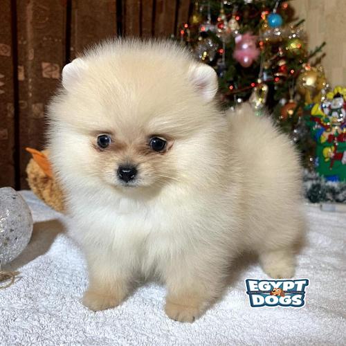 Mini Pomeranian