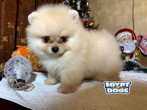 Mini Pomeranian