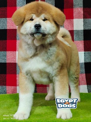 Japanese AKita Akita | Egyptdogs