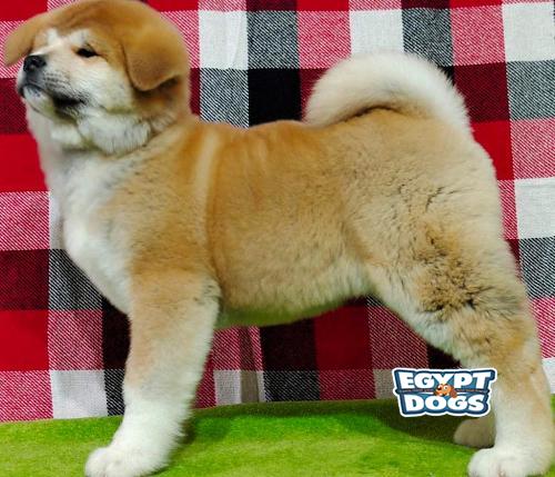 Japanese AKita Akita | Egyptdogs