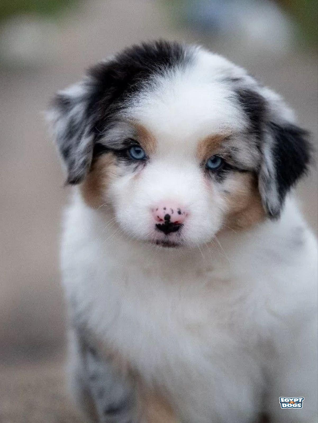 Bailey