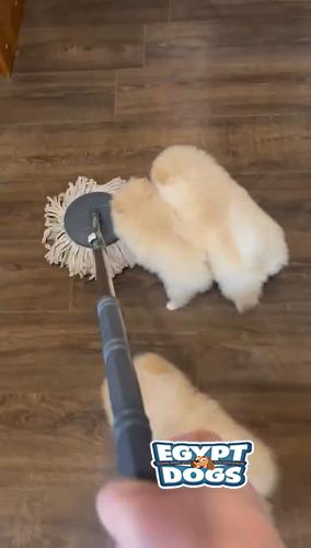Mini Pomeranian
