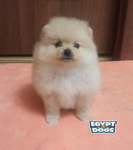 Mini Pomeranian