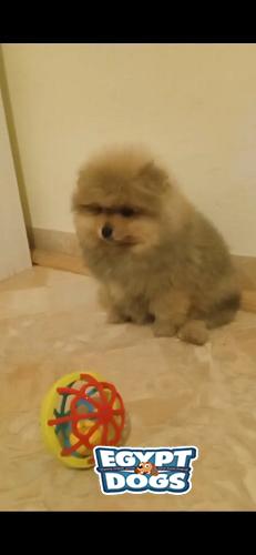 Mini Pomeranian