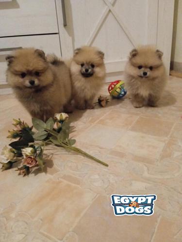 Mini Pomeranian