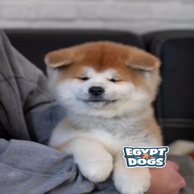 Xix