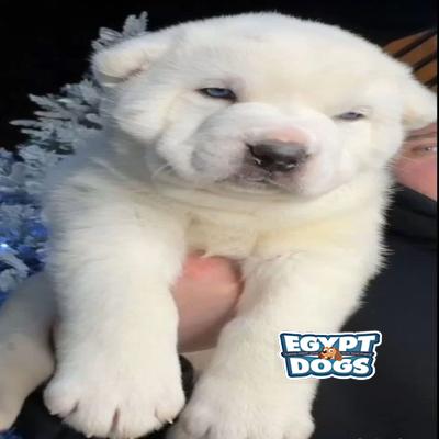 Booly