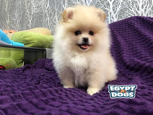 Mini pomeranian