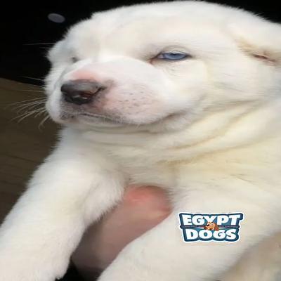 Booly