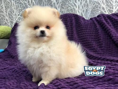Mini pomeranian