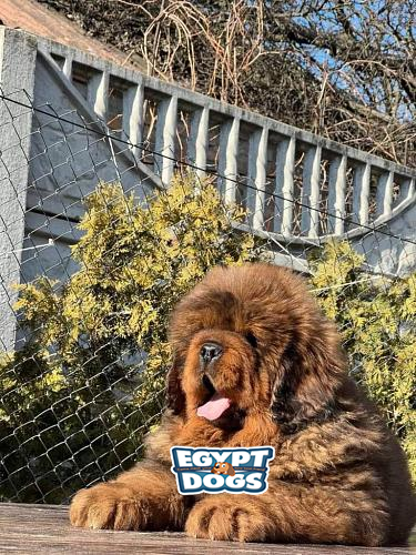 how much is a tibetan mastiff uk