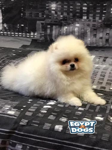 Mini Pomeranian