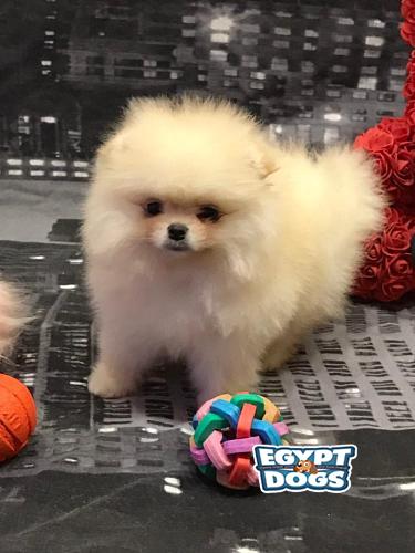 Mini Pomeranian