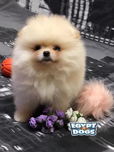 Mini Pomeranian