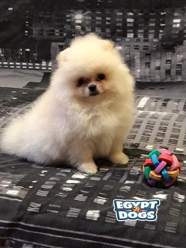 Mini Pomeranian