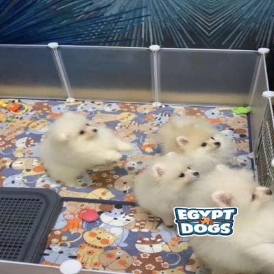 Poks