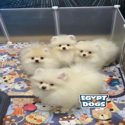 Poks