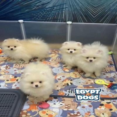 Poks