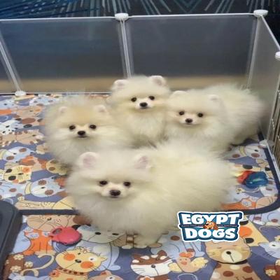 Poks
