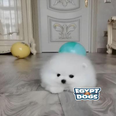 Loxy