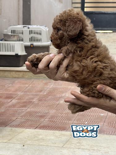 Toy Poodle