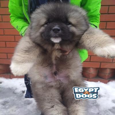 Googy