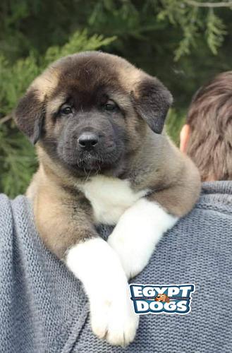 Puppies Dogs and Cats for Sale | Egyptdogs