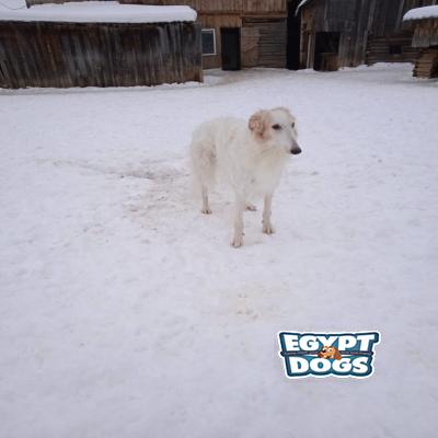 Bolyka