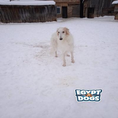 Bolyka
