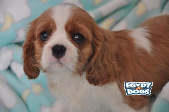 Cavalier king charles females