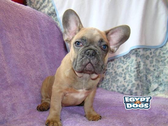 French Bulldog