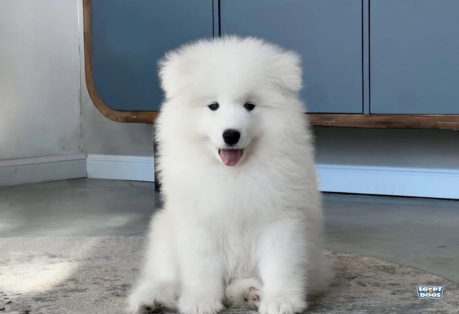 Sam