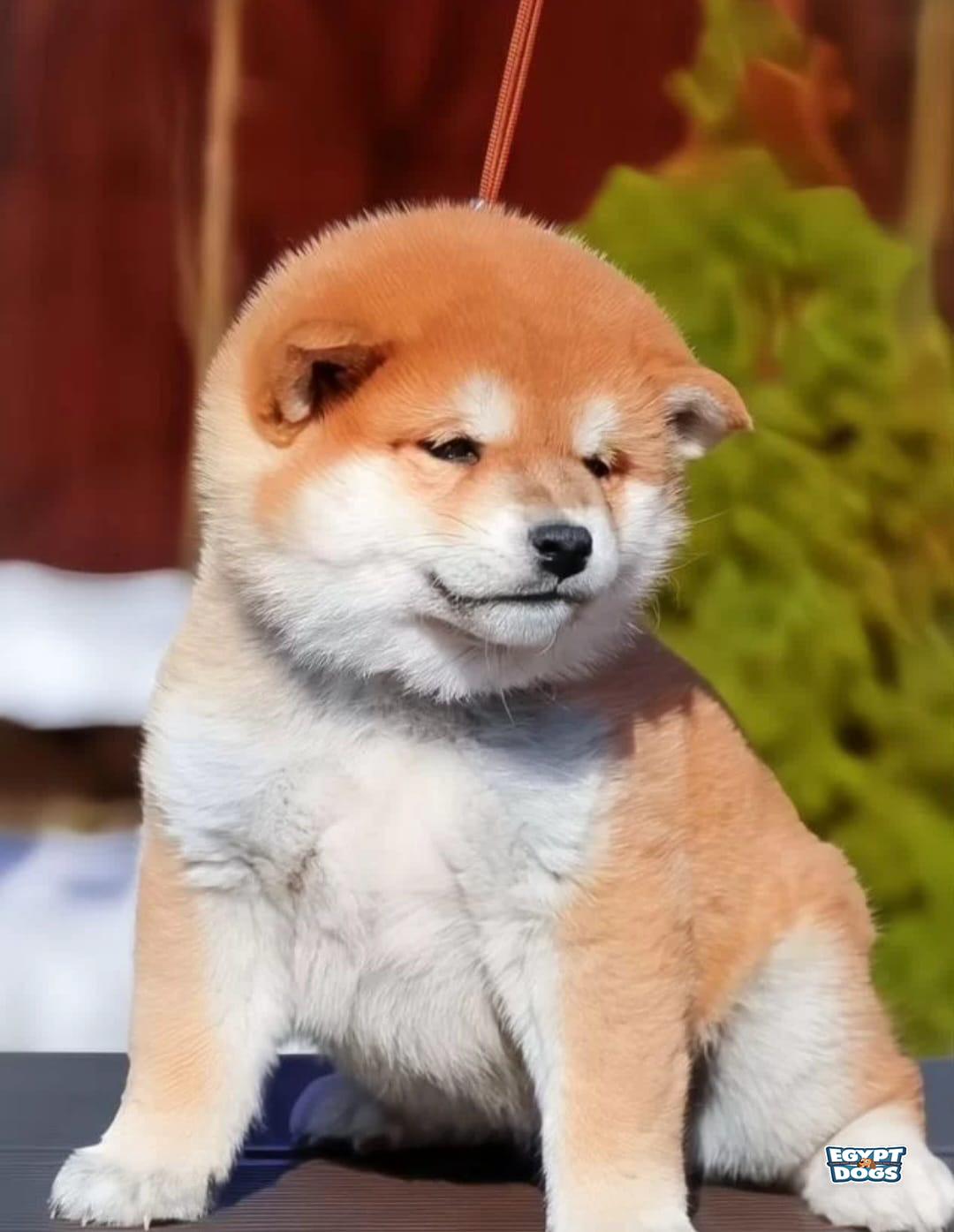 Inza 