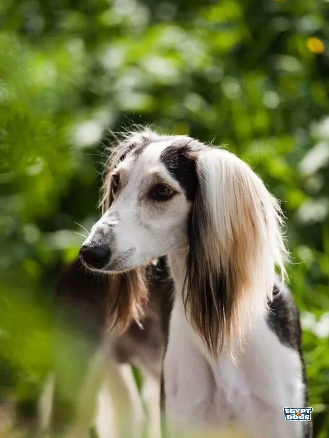 Sali