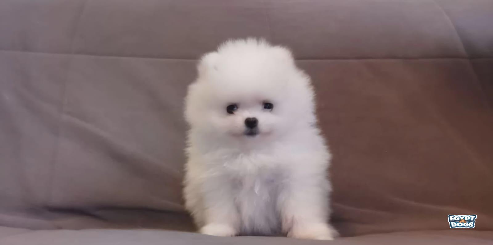 Cocy 