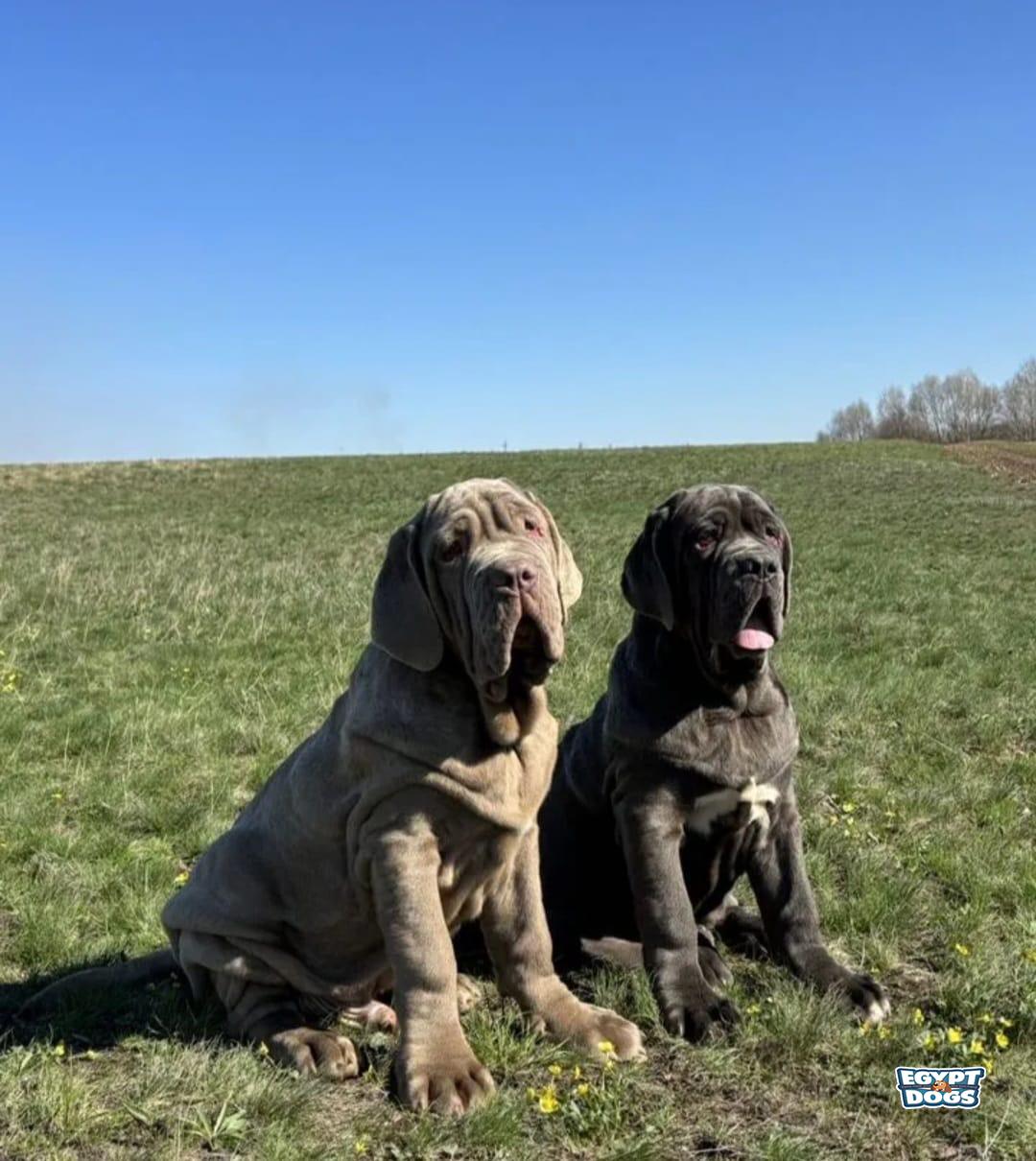 Trio 