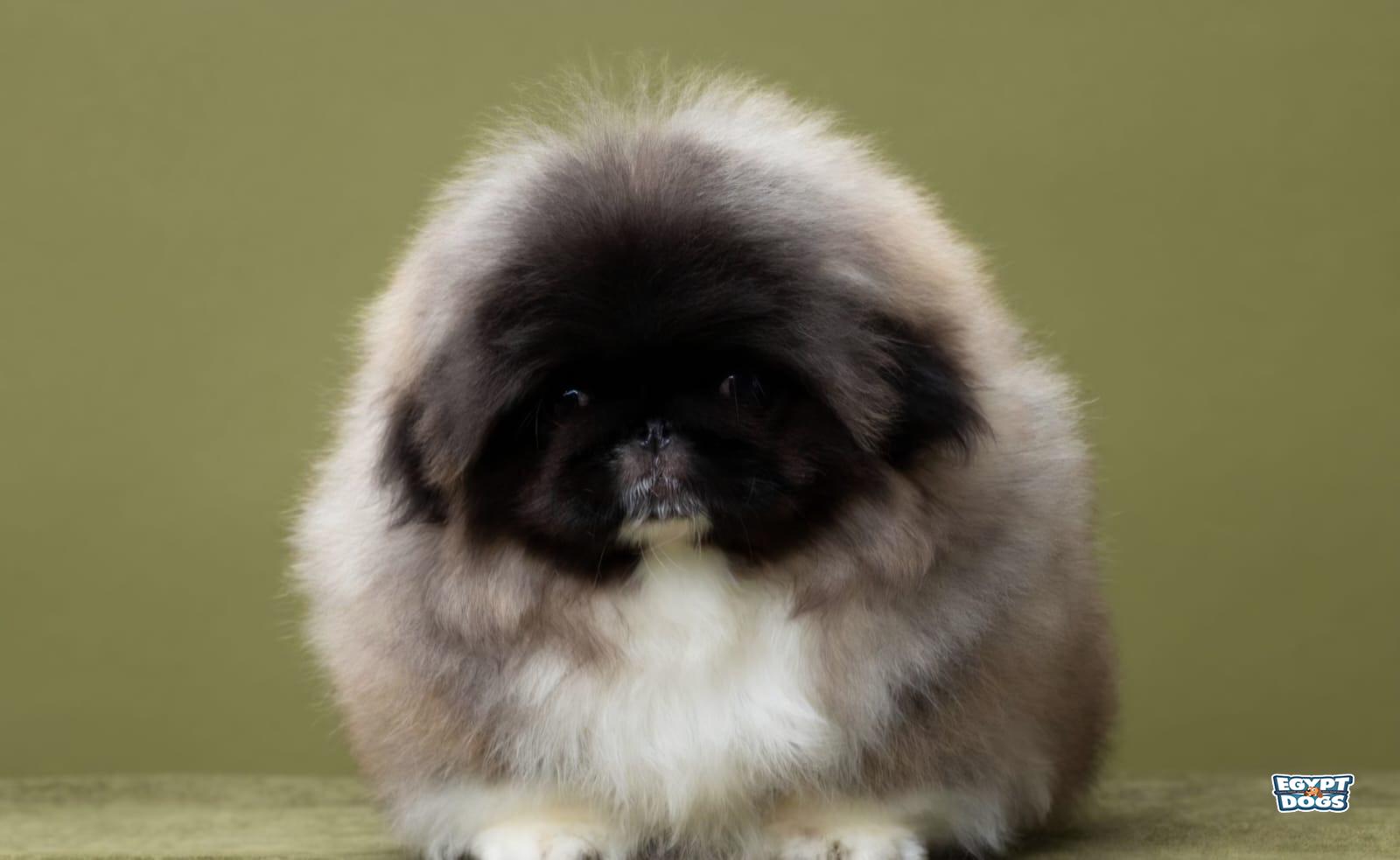 Peki 
