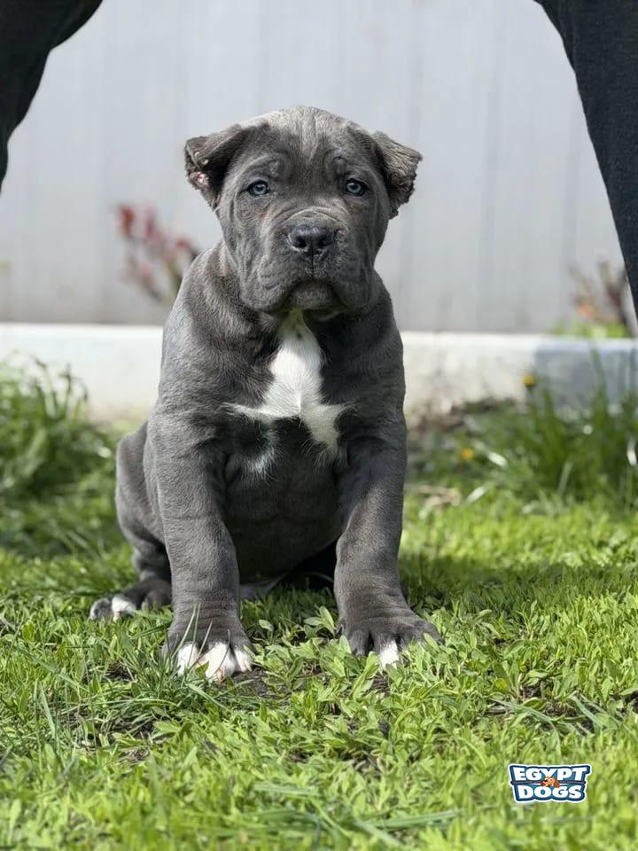 Cora 