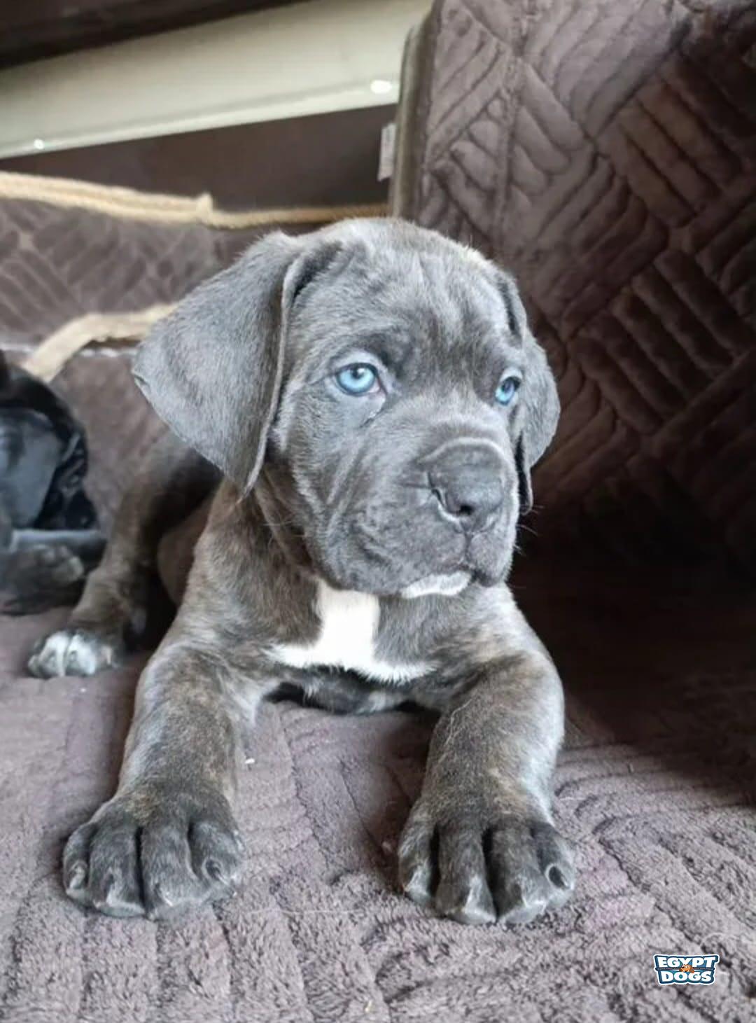 Zola 