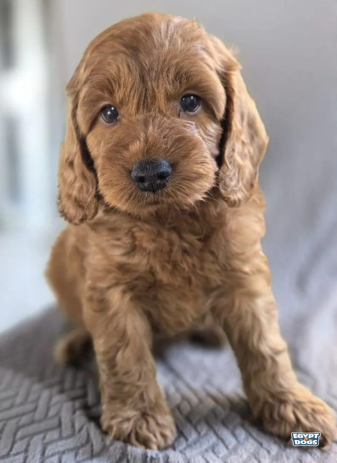 Solly 