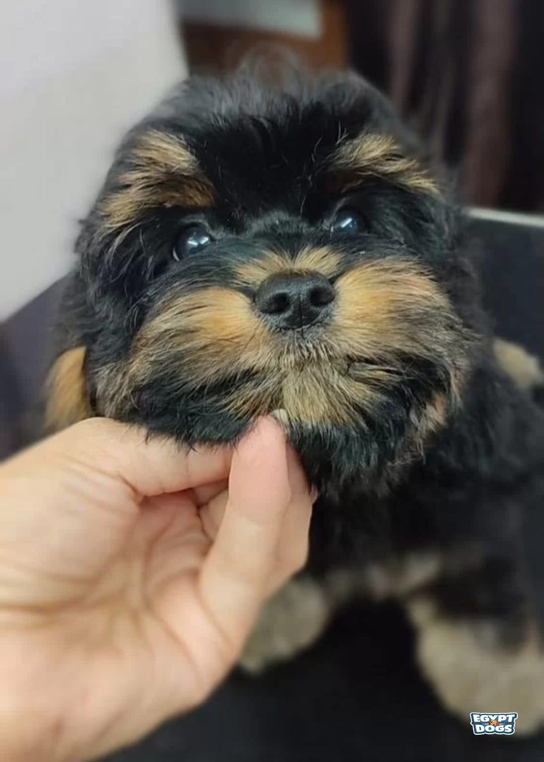 Zoey 