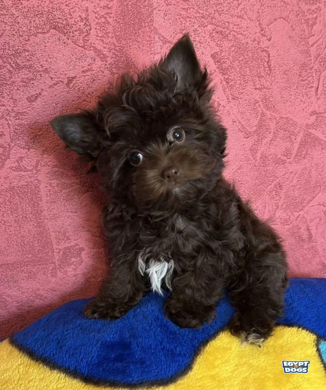 Yorki 