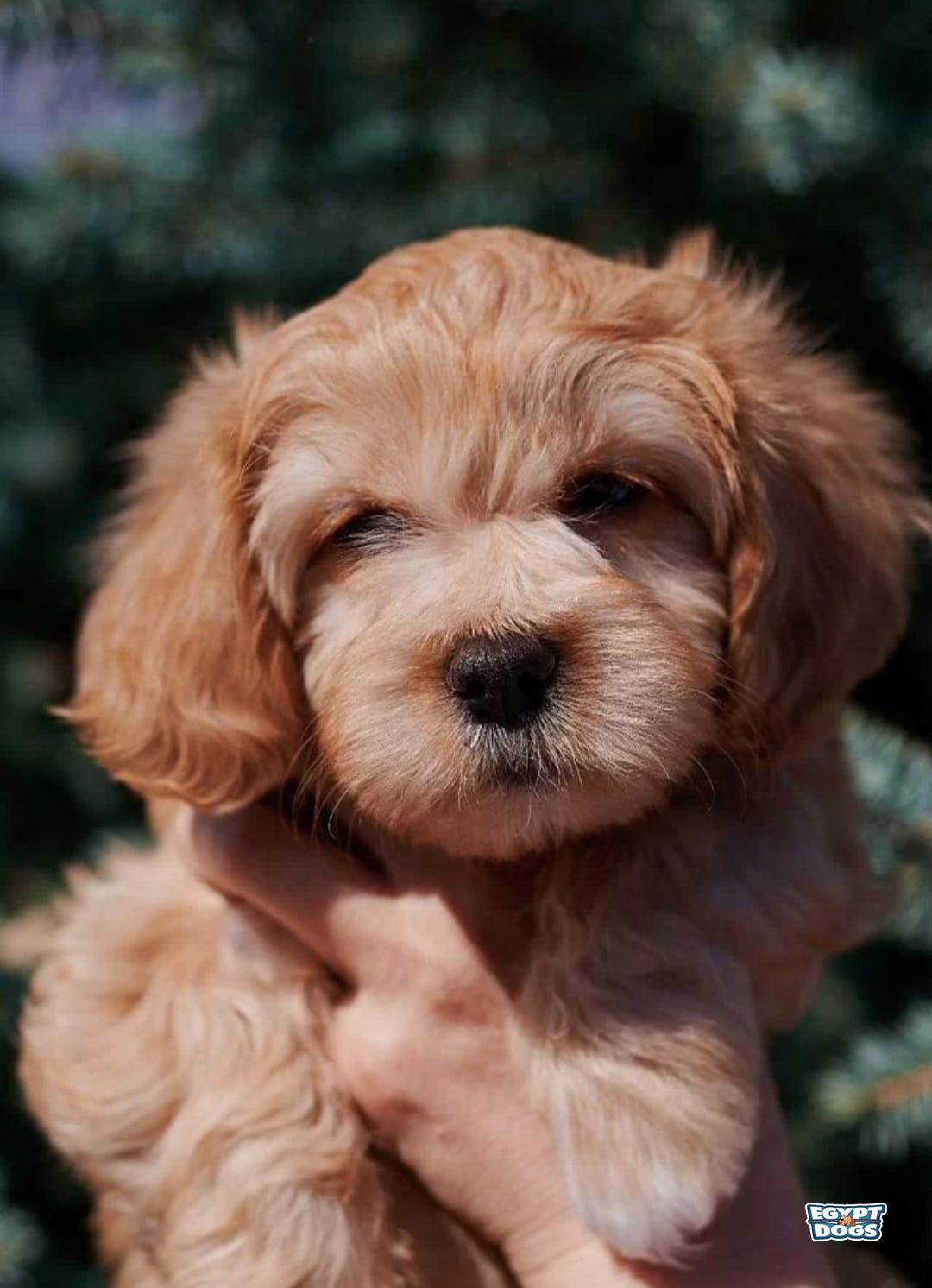 Havr 