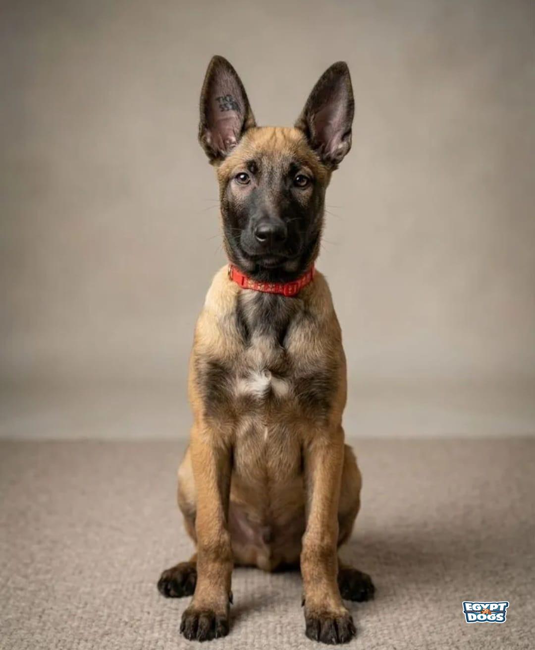 Mali 