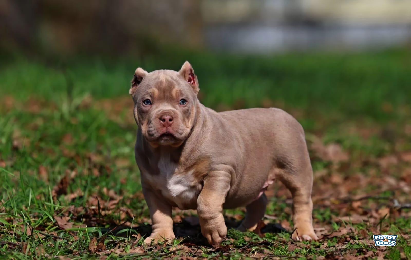 Riro 
